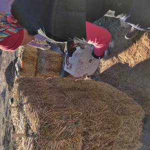 Jornadas Participativas Gallinero Paja 2